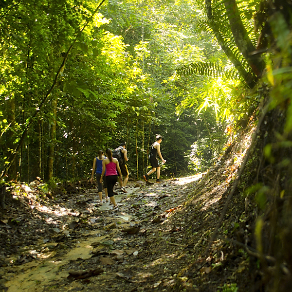 Jungle Trekking-100 Jungle Trekking-100